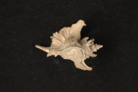 藏品(四翼芭蕉螺)的圖片